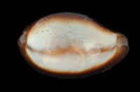 藏品(瑪瑙寶螺)的圖片